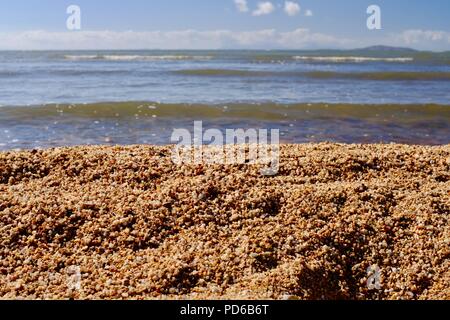 Australische Kies und Shell, groben Sandstrand mit Wellen im Hintergrund, Toolakea QLD, Australia Stockfoto