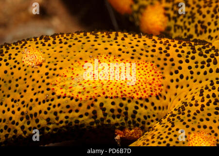 Platyctenid Rippenqualle, oder schleichende Comb Jelly, Coeloplana astericola, leben auf einem Sea Star. Tulamben, Bali, Indonesien. Bali Sea, Indischer Ozean Stockfoto