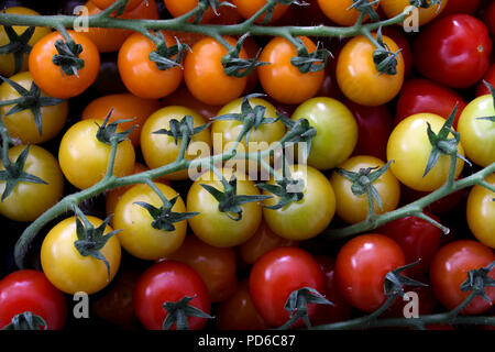 Gemischte Erbe Tomaten Stockfoto