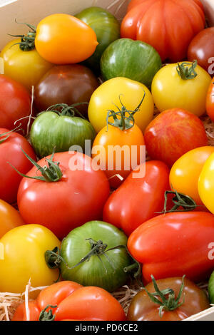 Gemischte Erbe Tomaten Stockfoto