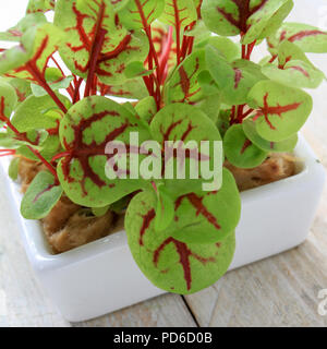 frischen Salatblättern Stockfoto