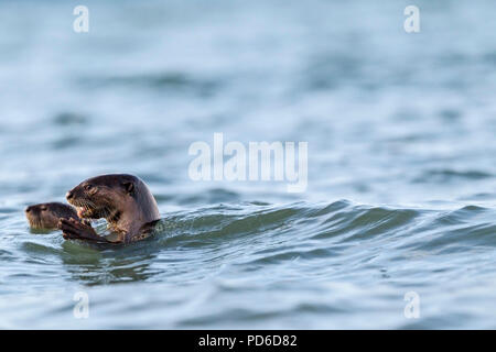 Zwei Glatte beschichtete Otter Geschwister schwimmen im Meer, Singapur Stockfoto