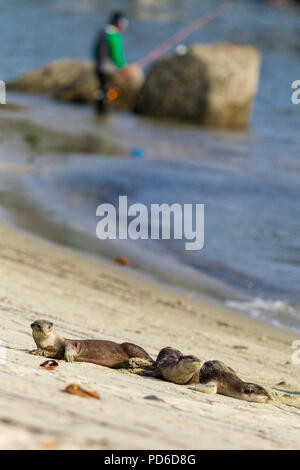 Drei Glatte beschichtete Otter Rest an einem Strand vor einem malaiischen Fischer, Singapur Stockfoto