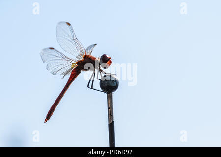 Makroaufnahme einer Libelle auf einem Stick gehockt Stockfoto