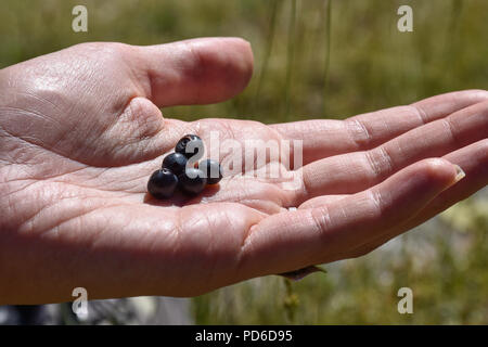 Die Hand eines Mädchen halten frisch gepflückte Blaubeeren an einem sonnigen Tag Stockfoto