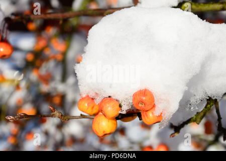 Schnee beladenen Crab Apple Obst und Zweige, England, UK, Westeuropa. Stockfoto