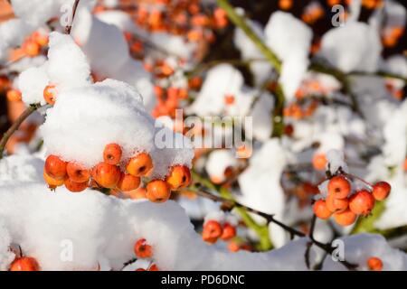 Schnee beladenen Crab Apple Obst und Zweige, England, UK, Westeuropa. Stockfoto