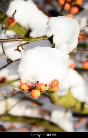 Schnee beladenen Crab Apple Obst und Zweige, England, UK, Westeuropa. Stockfoto