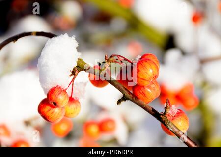 Schnee beladenen Crab Apple Obst und Zweige, England, UK, Westeuropa. Stockfoto