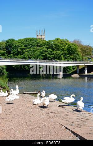 Schwäne auf dem Fluss Trent Flussufer mit Blick auf die A 5189 Road Bridge mit der St. Peters Kirche Turm an der Rückseite, Burton upon Trent, Staffordshire, Stockfoto