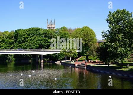 Schwäne auf dem Fluss Trent mit Blick auf die A 5189 Road Bridge mit der St. Peters Kirche Turm an der Rückseite, Burton upon Trent, Staffordshire, England, Stockfoto