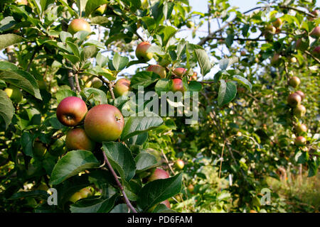 Viele Äpfel wachsen auf Apple Bäume im Sommer Stockfoto