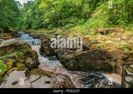 Bolton Abbey. West Yorkshire. River Wharfe. Die Strid Wasserfall. Strid Holz. Stockfoto