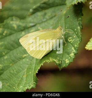 Weiß Schmetterling auf einem grünen Blatt Stockfoto