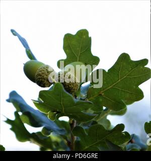 Eiche Eicheln auf dem Zweig gegen natürliche Hintergrund Stockfoto