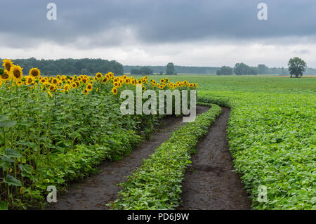 Malerische Landschaft mit einer Masse Straße im unreifen Sonnenblumen und Soja landwirtschaftliche Felder in Poltavskaya Oblast, Ukraine Stockfoto