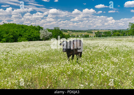 Landschaft mit niedlichen Kuh angekettet auf Sommer erigeron annuus Blume Bereich Stockfoto