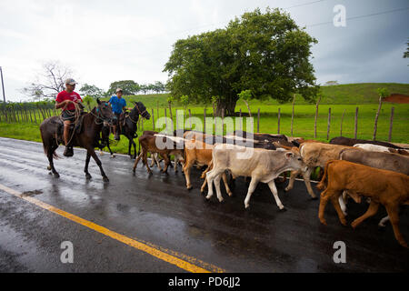 Zwei cowboys Hüten einer Herde Vieh in der Nähe von Mariato Veraguas, Provinz, Republik Panama. Stockfoto