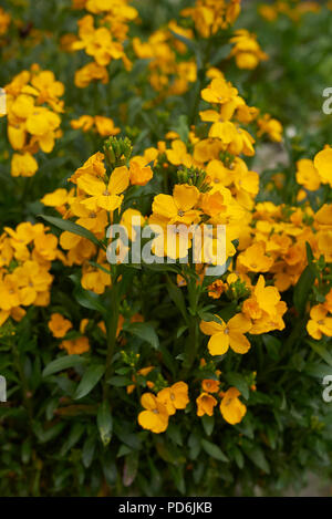 Erysimum cheiri Anlage Stockfoto