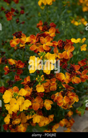Erysimum cheiri Anlage Stockfoto
