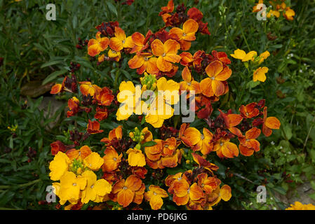 Erysimum cheiri Anlage Stockfoto