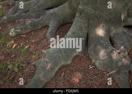 Fagus sylvatica Anlage Stockfoto