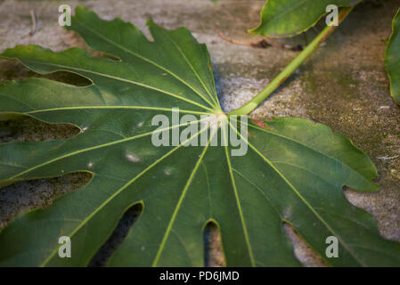 Fatsia japonica Anlage Stockfoto