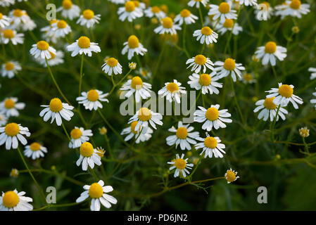 Matricaria chamomilla Stockfoto