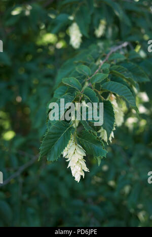 Ostrya carpinifolia Anlage Stockfoto