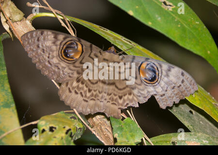 Indische Owlet Moth ruht auf einem Baum Stockfoto