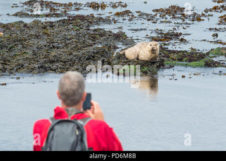 Dichtung, die in Schottland - Mann ein Foto von einem Seehund (Phoca vitulina) bei Machrihanish, Kintyre, Schottland, Großbritannien Stockfoto