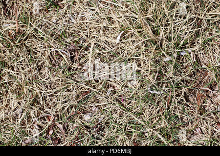 Frühling frische grüne Gras wächst durch das trockene Braune toten Gras. Konzept des neuen Lebens. Zusammenfassung Hintergrund mit kopieren. Stockfoto