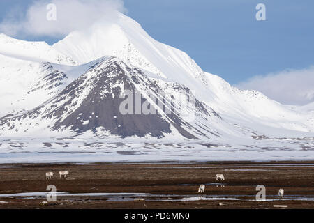 Norwegen, Svalbard, Spitzbergen, Isfjord, Poolepynten. Bergblick mit Svalbard Rentier (Rangifer tarandus platyrhynchus) Stockfoto