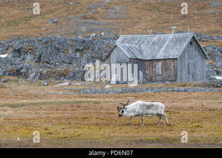 Norwegen, Svalbard, Spitzbergen. Svalbard Rentier (Rangifer tarandus platyrhynchus) im Schnee vor der alten Bergbau Kabine. Stockfoto