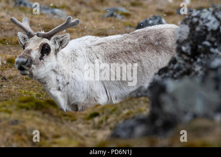 Norwegen, Svalbard, Spitzbergen. Svalbard Rentier (Rangifer tarandus platyrhynchus) im Schnee. Stockfoto