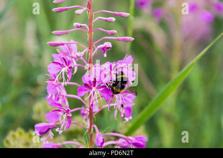 Eine Hummel auf der Blume eines rosebay Chamaenerion Weidenröschen (Angustifolium) Stockfoto