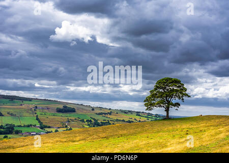Baum wächst auf trockenen feld und dramatischen Himmel mit Wolken über Hügel. Moment vor dem ersten Tropfen Regen fällt hinunter nach Tagen der Dürre. ländliche Szene. Stockfoto