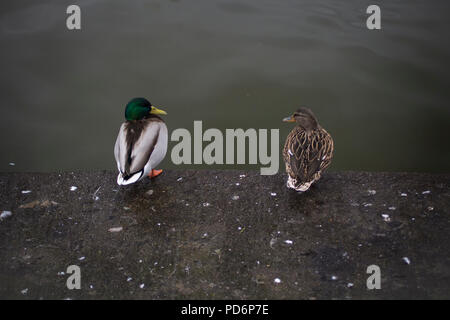 Zwei Stockente Enten Stockfoto