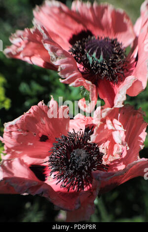 Nahaufnahme Bild einer Anemone Blumen Stockfoto