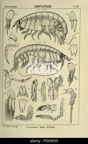 Ein Konto der norwegischen Crustacea (pl. 22) Stockfoto