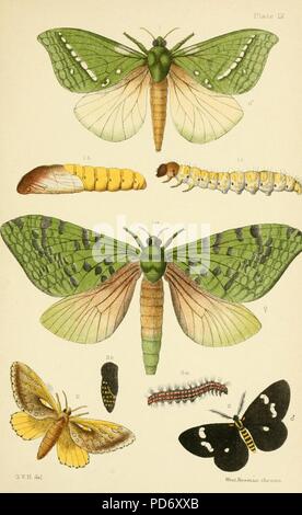 Ein elementares Handbuch des New Zealand Entomologie (Platte IX) Stockfoto