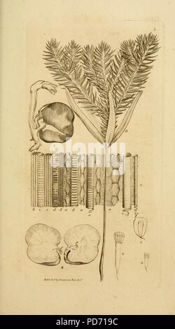 Eine Einführung in die physiologische und systematische Botanik (pl. 1) Stockfoto