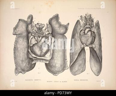 Anatomische und zoologische Forschungen - bestehend aus einem Konto des zoologischen Ergebnisse der beiden Expeditionen in die westliche Provinz Yunnan im Jahre 1868 und 1875; und eine Monographie der beiden cetacean Gattungen, Platanista (6257629465). Stockfoto