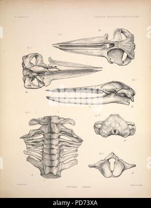 Anatomische und zoologische Forschungen - bestehend aus einem Konto des zoologischen Ergebnisse der beiden Expeditionen in die westliche Provinz Yunnan im Jahre 1868 und 1875; und eine Monographie der beiden cetacean Gattungen, Platanista (6257633013). Stockfoto