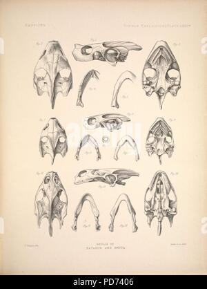 Anatomische und zoologische Forschungen - bestehend aus einem Konto des zoologischen Ergebnisse der beiden Expeditionen in die westliche Provinz Yunnan im Jahre 1868 und 1875; und eine Monographie der beiden cetacean Gattungen, Platanista (6258167260). Stockfoto