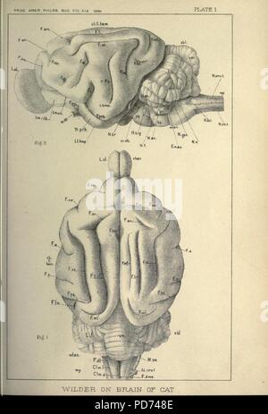 Anatomische Technologie, die Hauskatze angewendet Stockfoto