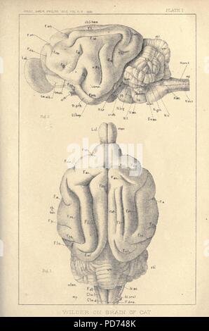 Anatomische Technologie, die Hauskatze angewendet Stockfoto