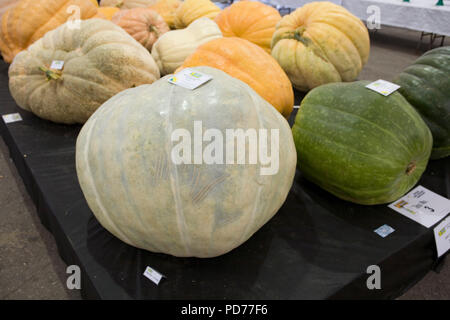 Giant Squash und Kürbis Stockfoto