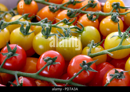 Gemischte Erbe Tomaten Stockfoto