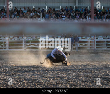 Ein Cowboy nimmt erfolgreich ein Kalb während der tie-down-Wettbewerb 2018 Deschutes County Fair Rodeo. Stockfoto